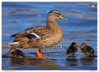 Hang és képpárosító - állatok hangjai